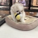 359000 ペキニーズ