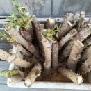 タラの芽を水耕栽培にする