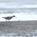 ニンジン君の鼻の穴