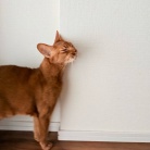 クネクネ甘えん坊ひめちゃん