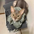 お風呂の出待ちしてくれるジャミちゃん