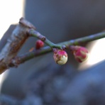 富士山トンボ池通信