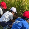 令和7年、稲刈り🌾体験（10月17日（金曜日））
