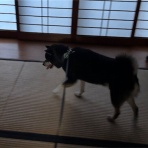 毎日がいなか