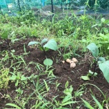 『ナスを植えました！ラストサンデーマーケットやります！』の画像