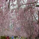 『喜多方日中線の枝垂れ桜』の画像