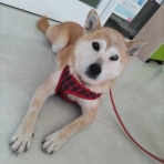 幸せの架橋 in 岡山