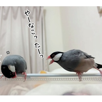 くっつきたいセラと、ルリの近況