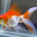 🐟金魚•メダカ入舎情報‼️