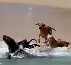 見ているだけで癒される…チリの海岸で野生のアシカと犬たちが楽しそうに遊ぶ（動画）
