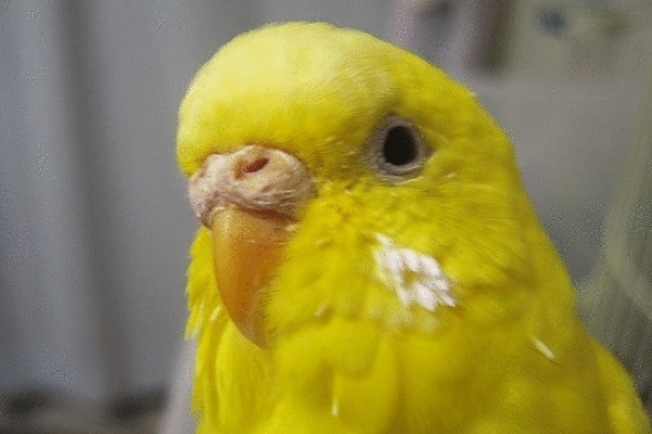 悪かったわね おばさんで 愛犬 9825 愛インコ 9825