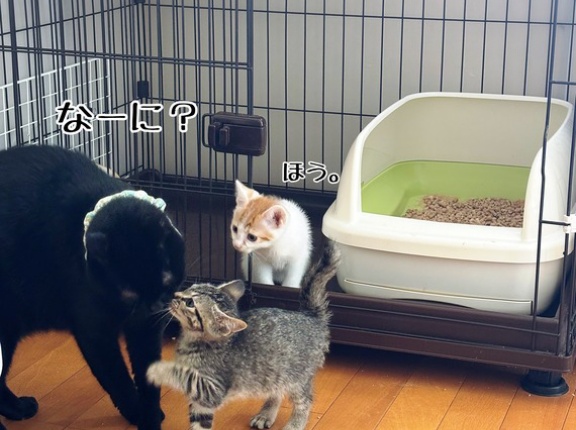 曼珠沙華さんたちの初放牧！