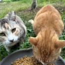 今日のちいきねこ— ありがとう、ごはんの時間