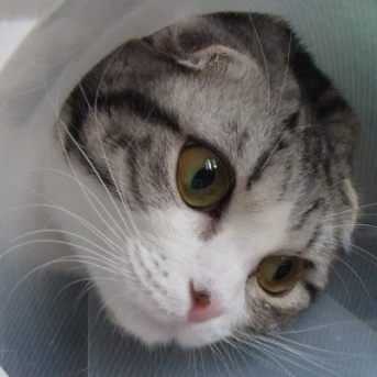 3歳で旅立ったナナの誕生日でした