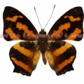 ヒメキミスジ♂ (ボルネオ) Symbrenthia hypselis balunda