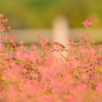ヨット　Jennifer号 航海記　探鳥旅行記