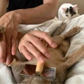 それぞれのスリッカーブラシ　ジャミちゃん編
