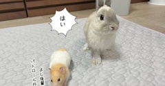 今日のプリンとうさぎのルリ(9/19追記)