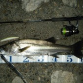 ありがとう坂東太郎２０１４年秋の陣　⑧