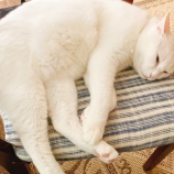 旦那が騒いだデブ疑惑①