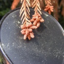 スギ花粉飛散開始