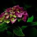 *いつの日か昔語りに五月闇