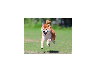 9-30-1　安田　つくねくん　6歳　南あわじドッグラン・飛行犬撮影所にて