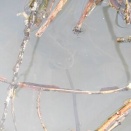 オオイタサンショウウオ