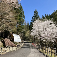 飛騨かなやまの桜　開花状況 2026