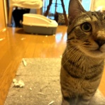 うちのとらまる