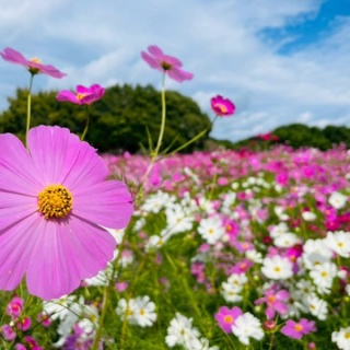 九州大学陸上競技部長距離パート
