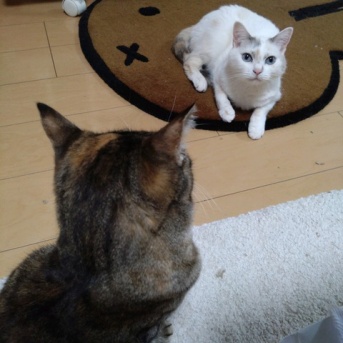 実物のﾈｺﾁｬﾝたちセカンド219