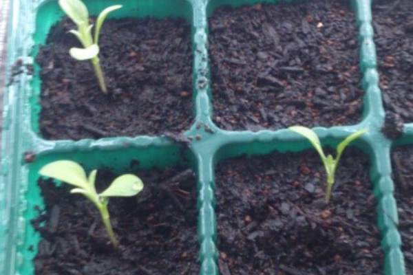 植物図鑑 ガーデンレコード 花の易しい育て方 ヤグルマソウ