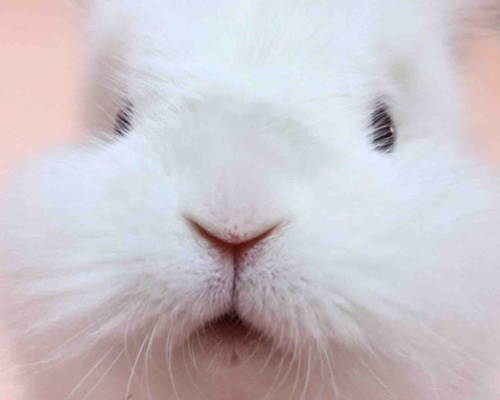 ウサギの雄雌見分け方 風船モコちゃんねる ウサギの雄雌見分け方 風船モコちゃんねる