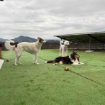 サマジニのいる生活Samajini Diary