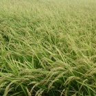 『稲実る!!』の画像