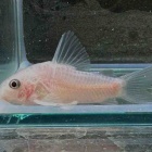 『11月10日(金)熱帯魚入荷情報⚡️』の画像