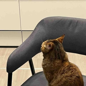 椅子取りゲーム