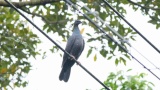 鳩って「私鳩ですけど？」みたいな感じで立ってるよな