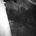 「クマ対策の箱罠のドアがパクられ続けるから、監視カメラ仕掛けるわ」 → ヤバすぎる映像が撮れてネット民が震える・・・