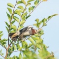 2026年7月19日の野鳥公園