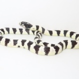 『またもやナミヘビ！！アリノハハや、バロン、メキブラ』の画像