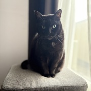 【猫写真】猫たちの昼寝の場所がかわりました