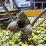 マツゴロウの山野草