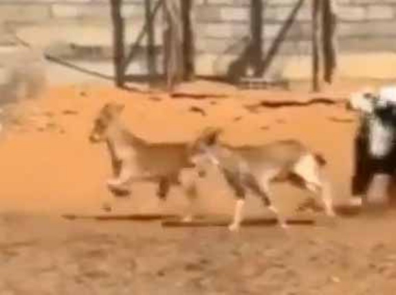 ヤギの群れが走ってきた。あれ？あれれ？ → １匹、気づいてしまったようです…