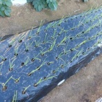 毎日が日曜　晴耕雨読な日々