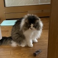 くしゃみと悲鳴