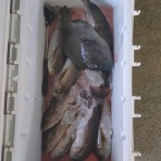 中本渡船　釣果情報