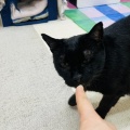 M.Yさんのお当番日記『単純さも兼ね備える』。