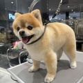 【トリミングブログ】ポメラニアン カットコース  船橋習志野店